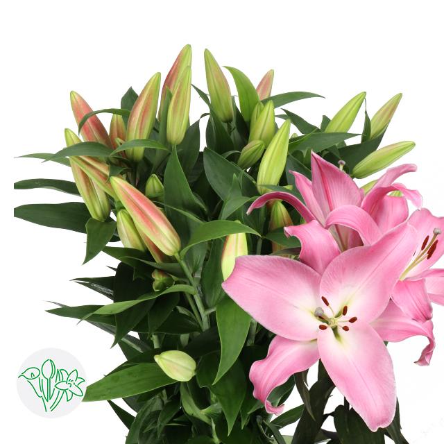 Lily Oriental Tabledance | Holex Flower