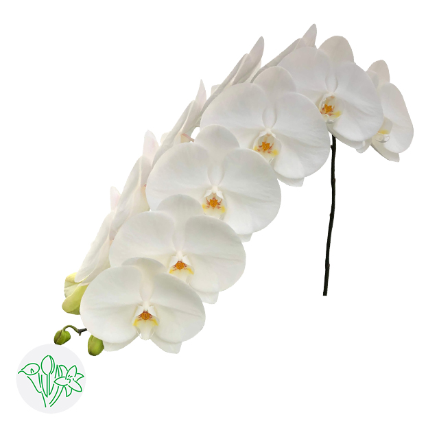 蝴蝶兰白Sensation White | Holex Flower