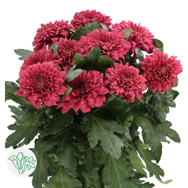 菊花-单头红Pip Red | Holex Flower