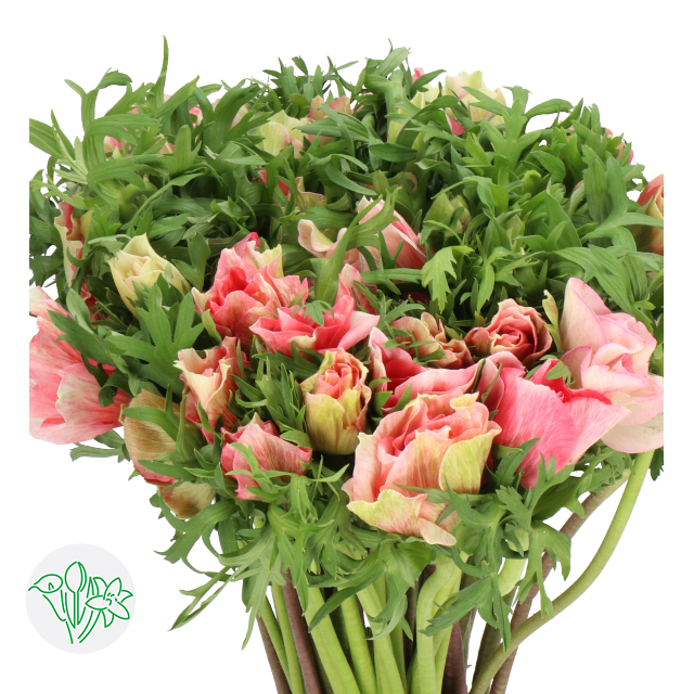 Anemone Mistral Shocking | Holex Flower