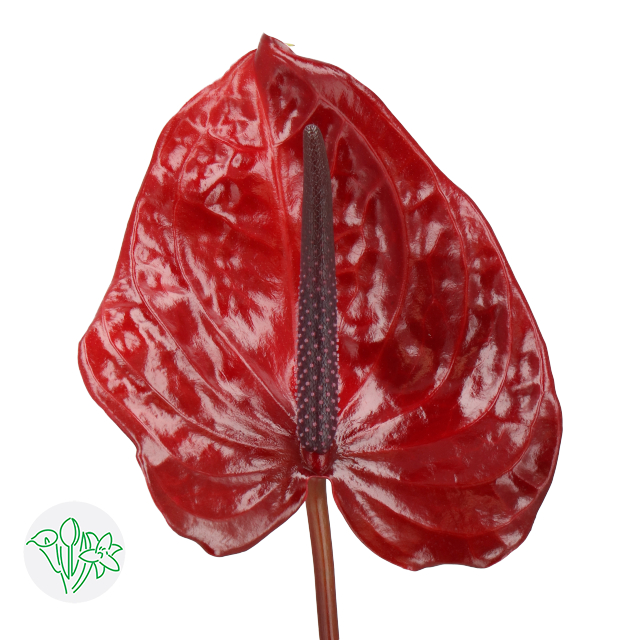Anthurium Nero | Holex Flower