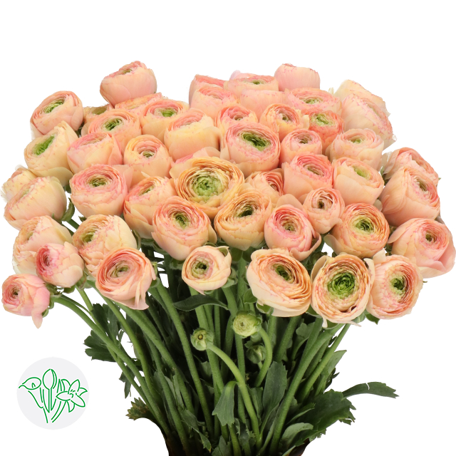 Ranunculus Cloni Tuareg | Holex Flower