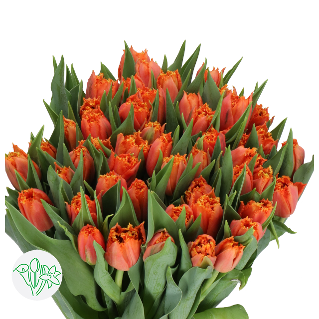 Tulip Frill Orange Passion | Holex Flower