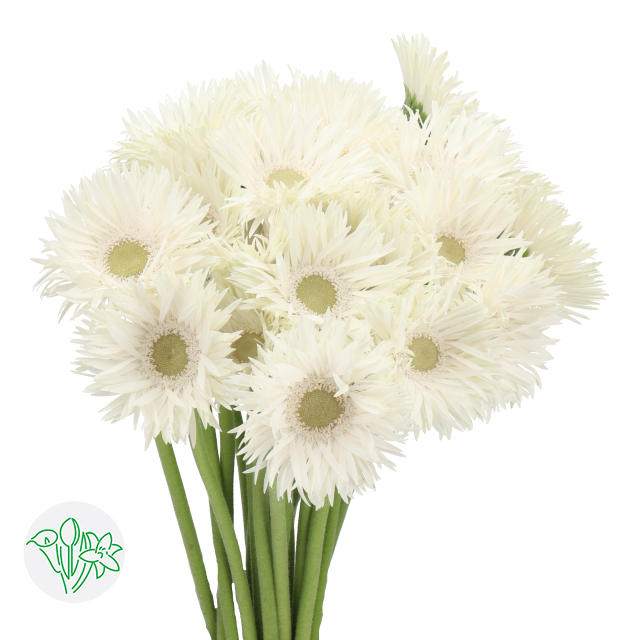 Germini Spider Brocade | Holex Flower