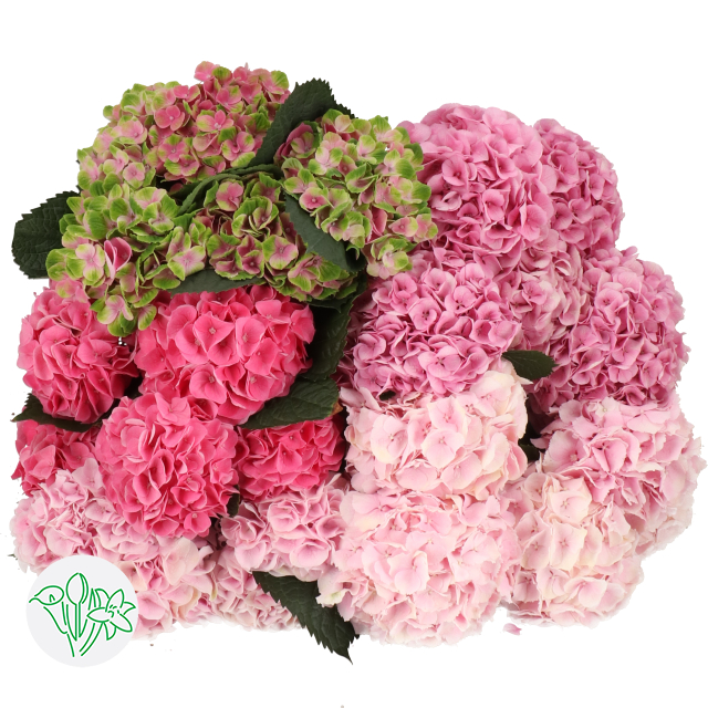 繡球 绣球混色Pink Assorted | Holex Flower