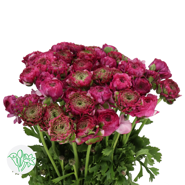 Malva Ranunculus Ranunculus Pon Pon Malva | Holex Flower