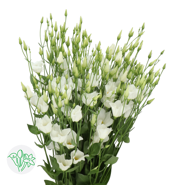 洋桔梗单瓣白Botanic White | Holex Flower