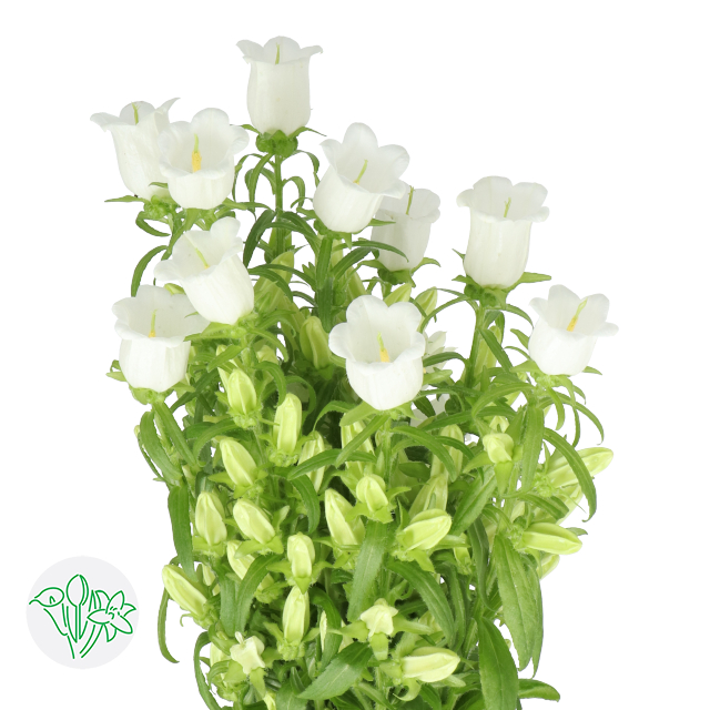 风铃草白Medium Champion White | Holex Flower
