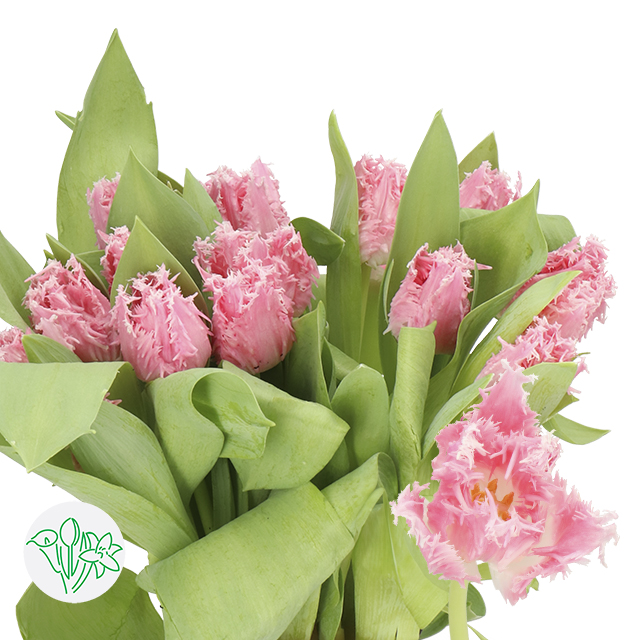 Tulip Frill Monza | Holex Flower