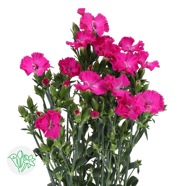 Mini Raffine Carnation Carnation Spray Raffine Bonaire | Holex Flower