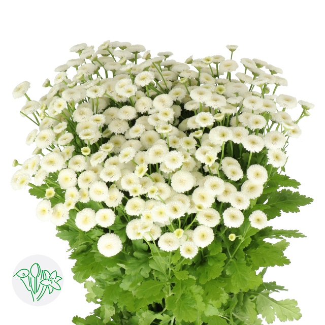 Matrem Rio | Holex Flower