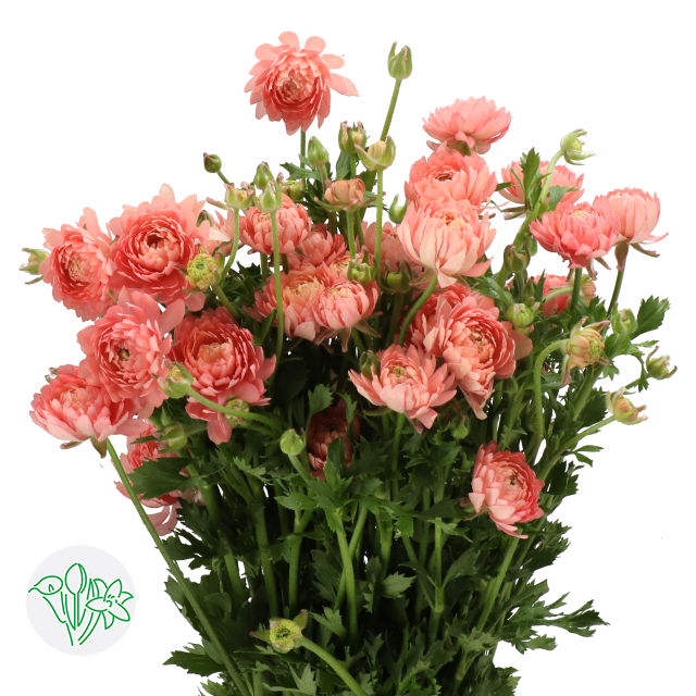 Star Ranunculus Ranunculus Moderna Star Riviera | Holex Flower