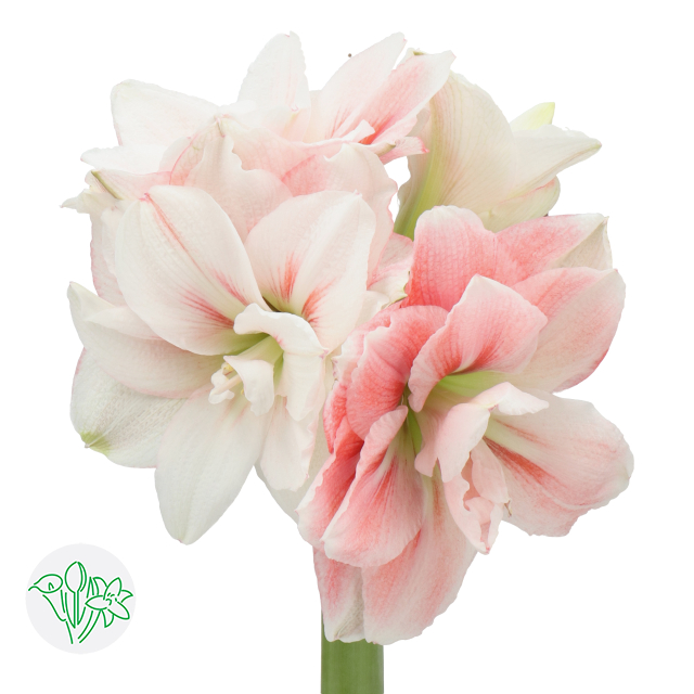 Amaryllisページ Amaryllis Pink Glory | Holex Flower