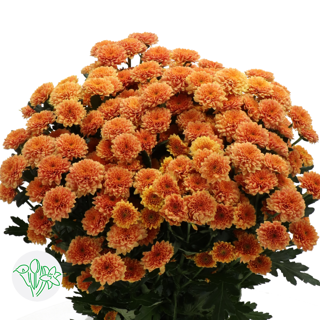 菊花-微型橙Miller Orange | Holex Flower