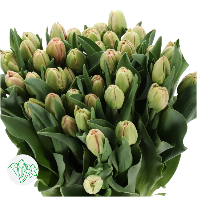 Tulip Double Zalmblos Serenade | Holex Flower