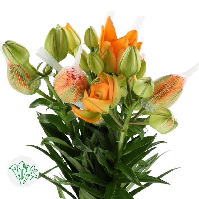 Lily La Double Orange Lion | Holex Flower