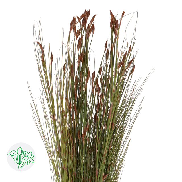 Bell Reed Miscanthus per stem Bell Reed | Holex Flower