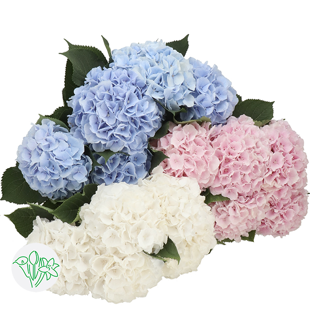 Hydrangea Verena Assorted | Hydrangea | Hydrangea Macrophylla ...