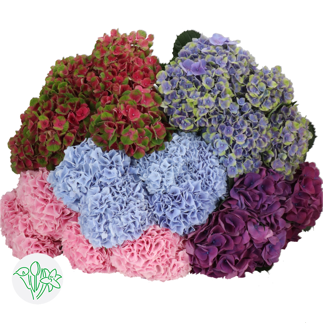 Hydrangea Assorted | Holex Flower