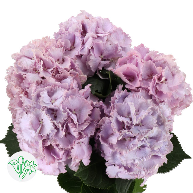 Hydrangea My Beautiful Primavera | Holex Flower Hydrangea My Beautiful Primavera | Holex Flower