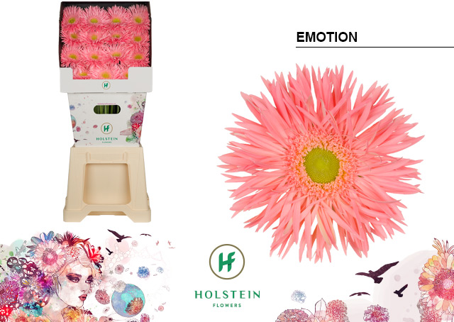 Gerbera (diamond) Spider Emotion | Holex Flower