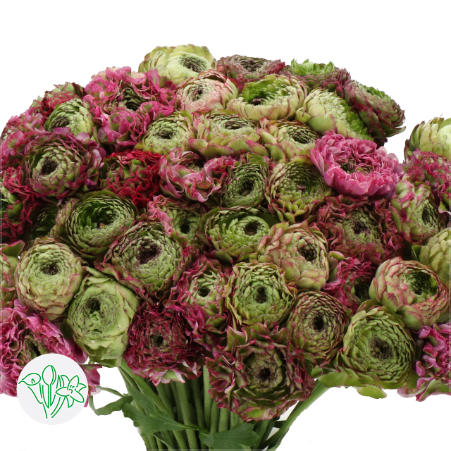Malva Ranunculus Ranunculus Pon-Pon Malva | Holex Flower