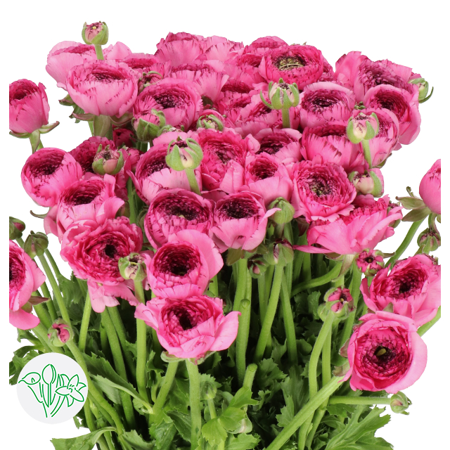 Ranunculus Cloni Striped 751 | Holex Flower