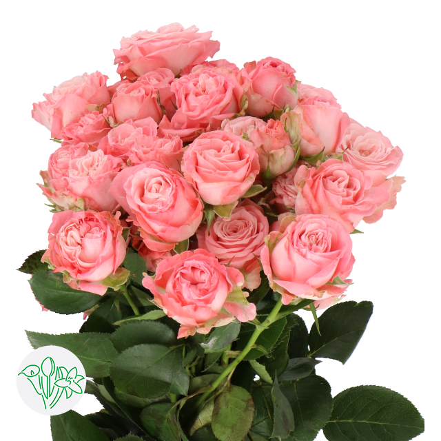Rosa Spray Madam Bombastic | Holex Flower