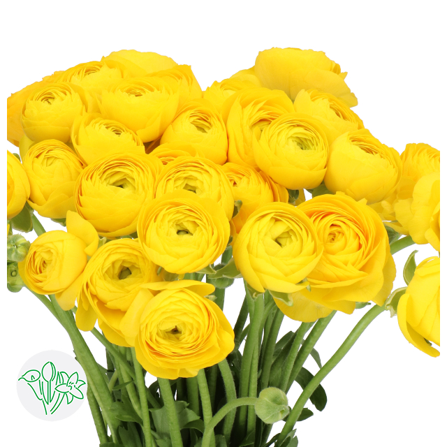 Cloni Ranunculus Yellow Ranunculus Cloni Omega | Holex Flower