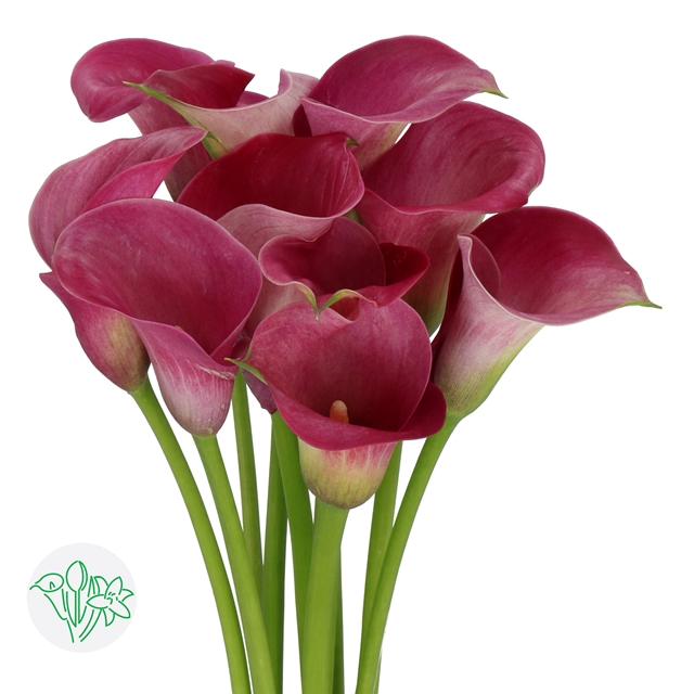 Calla Rocket Calla Captain Romance | Holex Flower