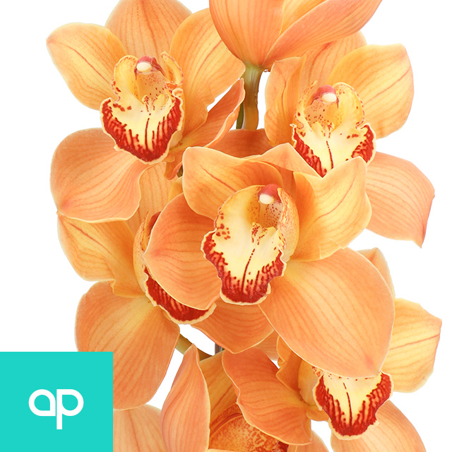 Cymbidium Arancia | Holex Flower