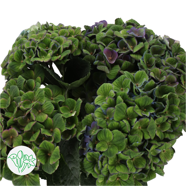 Hydrangea Classic Magical Charlotte Purple/Green | Holex Flower