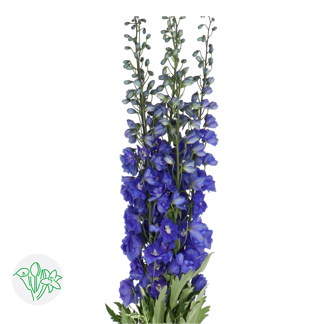 Delphinium Elatum Dev Navy Blue | Holex Flower