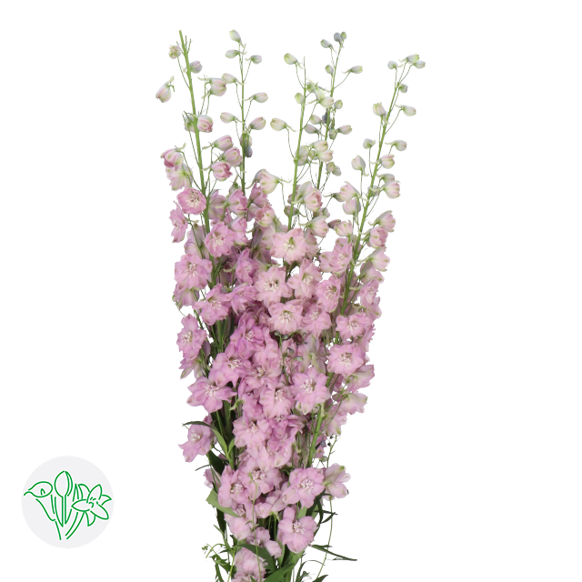 Delphinium Elatum Dewi Hercules | Holex Flower