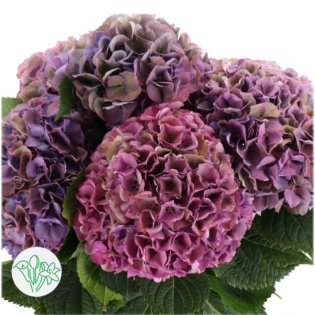 Hydrangea Classic Royal Secret Lavendel | Holex Flower