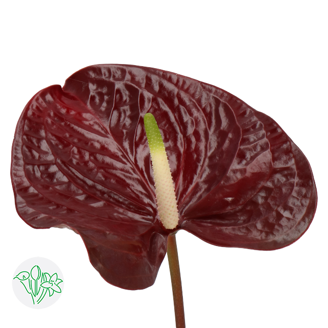 Anthurium Showtime | Holex Flower