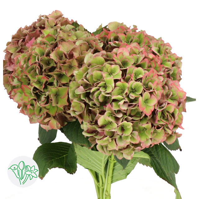 First Rodeo Flower Hydrangea Classic Rodeo Green/Pink | Holex Flower