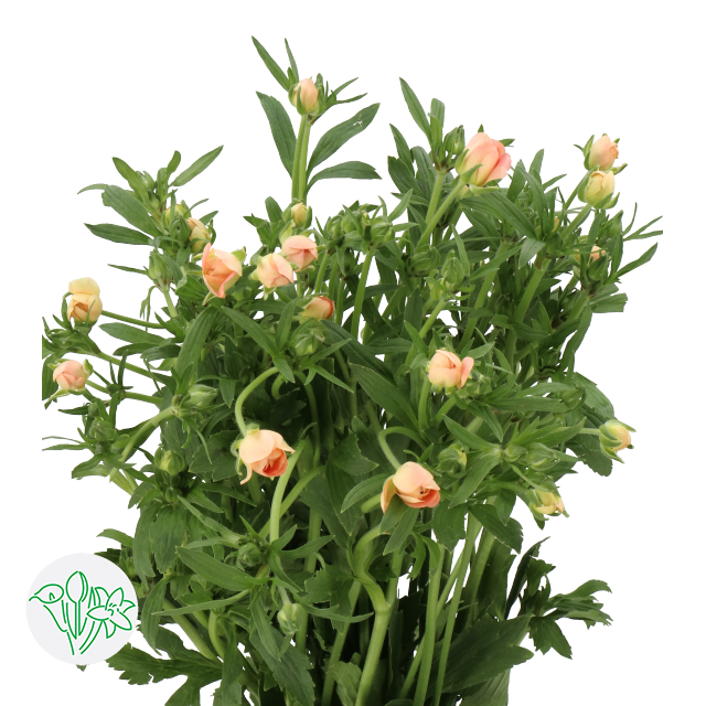 Ranunculus Butterfly Eris Kenya | Holex Flower