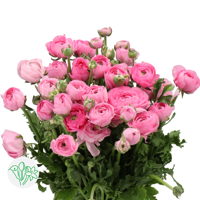 Ranunculus Cloni Rosa | Holex Flower