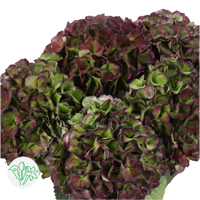 Hydrangea Classic Glowing Alps Purple/Green | Holex Flower