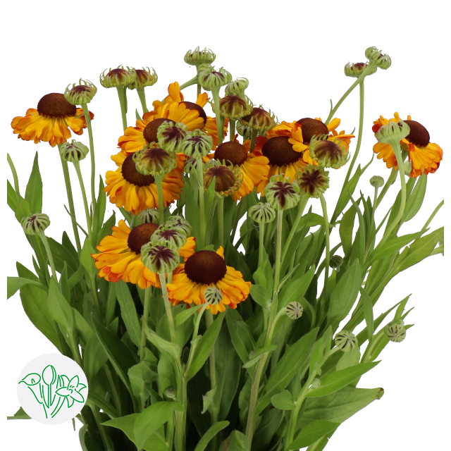 Helenium Autumn Helenium Autumn Flirt | Holex Flower