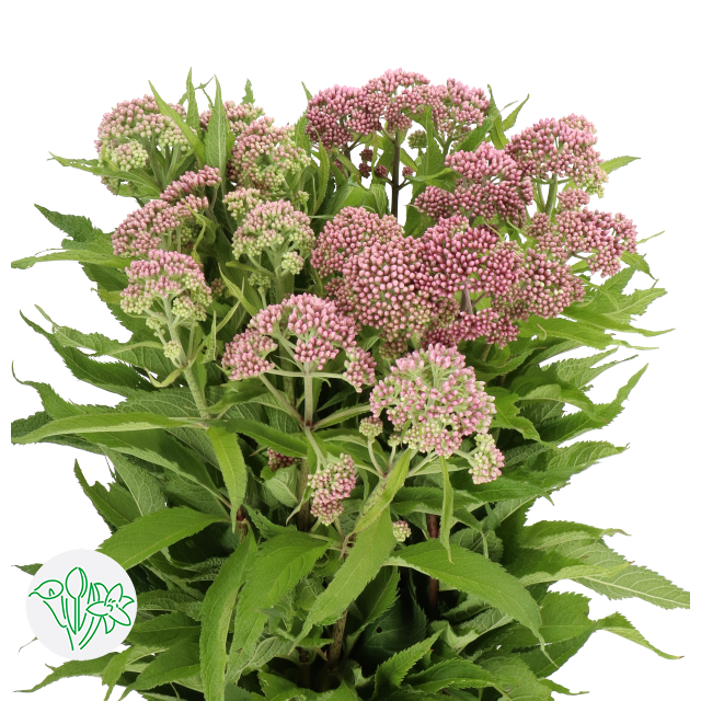 泽兰紫Purpureum | Holex Flower