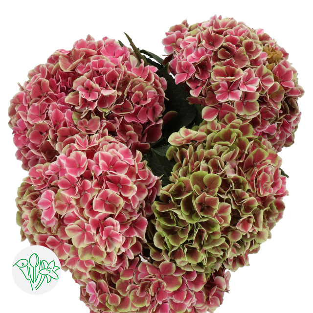 Hydrangea Classic My Beautiful Rio | Holex Flower
