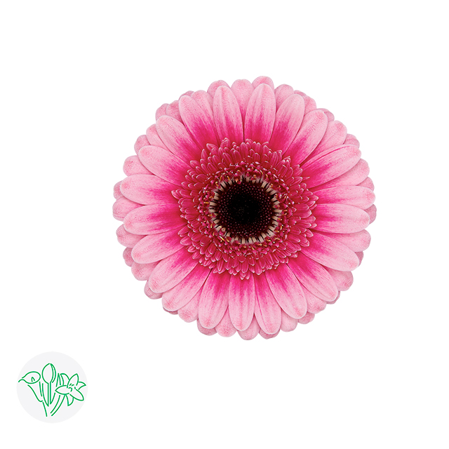 Germini Isabelle | Holex Flower