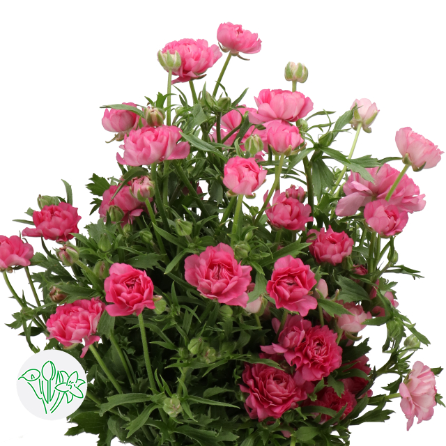 Swf Ranunculus Moderna Ranunculus Moderna Dolce | Holex Flower