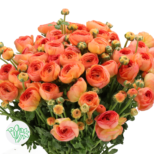 Ranunculus Cloni Aragosta | Holex Flower