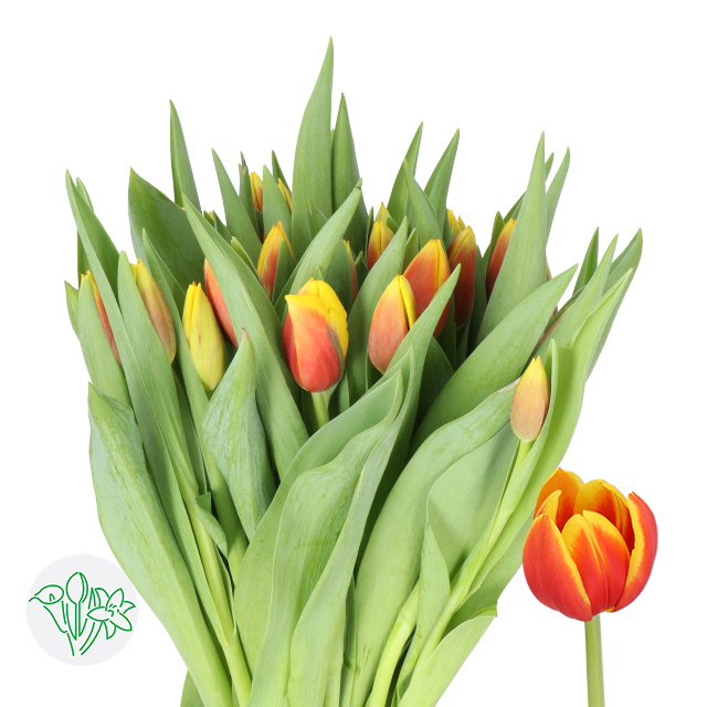 Tulip Andre Citroen | Holex Flower