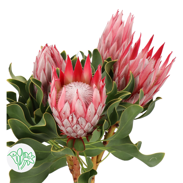 Protea Cynaroides Clare (King) | Holex Flower