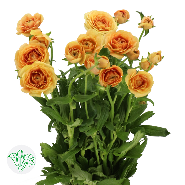 Swf Ranunculus Moderna Ranunculus Moderna Miele | Holex Flower