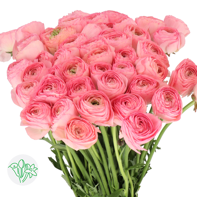 Ranunculus Cloni Pink 121 | Holex Flower